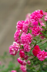 Blooming bush of pink park roses in the summer garden. Tea rose