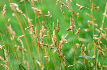 Green Herbal Background Dry Grass Texture Green Background