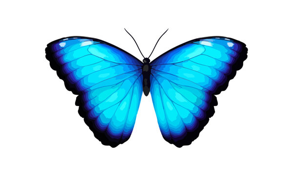 Blue tropical vector butterfly. Giant Morpho didius. Realistic vibrant detailed illustration. Isolated on white. Morpho Menelaus Terrestris, South American butterfly.
