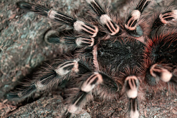 Adult spider sklipkan top view.