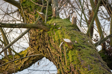 Bitten off willow branches by a beaver near the trunk.