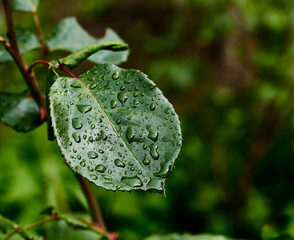 Raindrops on rose leaves. Close-up of green rose leaves with raindrop.	