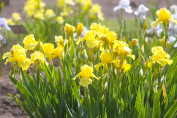 Fototapeta premium Iris flowers in spring garden.