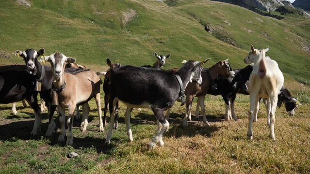 Chèvres des Alpes