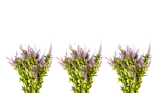 Fresh mint flowers for cosmetic products or herbal tea.