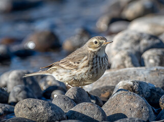American Pipit on Waters Edge
