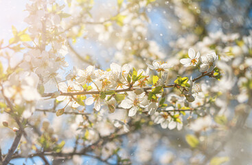Spring background - flowers of plum tree, interlacing of branches, selective focus, close up