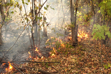 Burning forest in early autumn. Dry wind blows the flames of fire across the forest