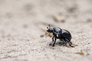 großer schwarzer Käfer - Mistkäfer auf Sandboden