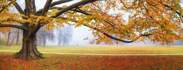 Autumn landscape, panorama, banner - view of an old tree in a foggy autumn park with fallen leaves...
