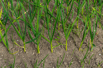 Growing young garlic, bright green leaves. Spring seasonal of growing plants. Gardening background
