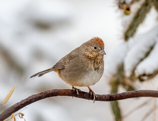 Canyon Towhee with Snow Covered Background