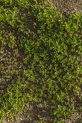 Climbing plant on the ground. Decorative gardening for the Alpine hill. Landscape design concept