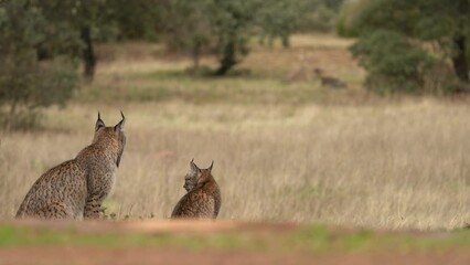Iberian lynx, Lynx pardinus, wild cat young babe kitten endemic to Iberian Peninsula in southwestern Spain in Europe. Rare cat walk in the nature habitat. Spot fur coat, sunset light. Spain wildlife.