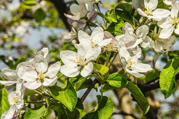 Blooming apple tree in the garden. Spring seasonal of growing plants. Gardening concept