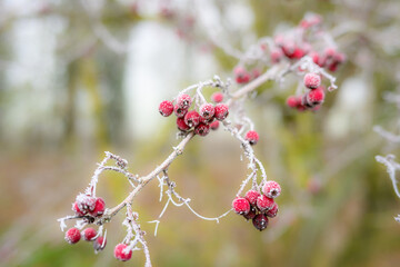 berries in the forest