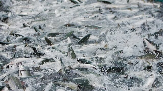 A slow motion shot of pink salmon splashing in a fishing net