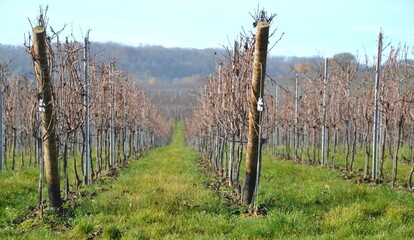 Ligne de vignoble