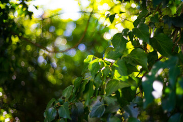 Fototapeta premium green leaves in sunlight