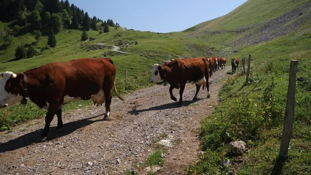 Vaches de race abondance dans les Alpes