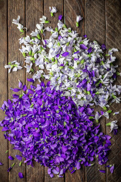 Violets, purple amd white