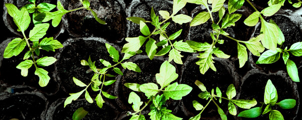 Tomato stems with green foliage growing from pots with peat
