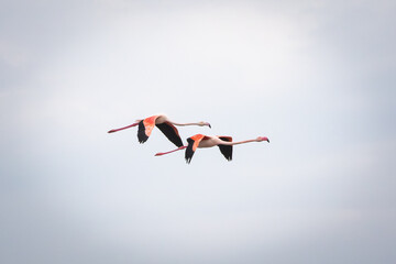 flamingos flying