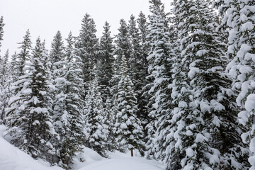 Banff Alberta Canada Forest in January Winter Season