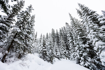 Landscape Screensaver Snowy Forest