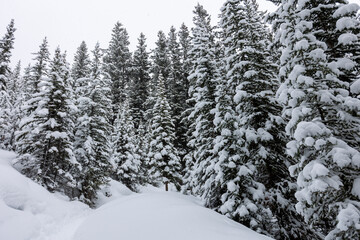 Fototapeta na wymiar Landscape of Forest in Banff Alberta Canada After a Snow Storm