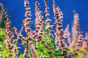 Spearmint ( Mentha spicata)