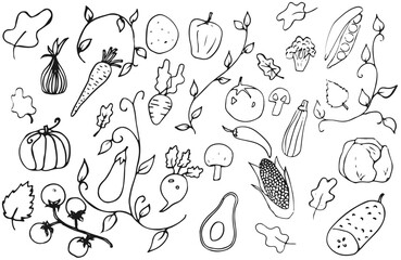 Set of vegetables in doodle art style, hand-drawn in black outline, without coloring. Vector illustration, isolated on white background