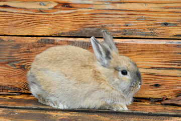 Fluffy rabbit on a wooden background