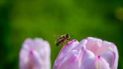 One bee sits on a pink tulip.