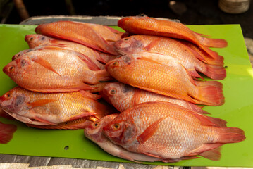 Red river fish organized for sale in a market on the banks of the Magdalena river. Colombia.
