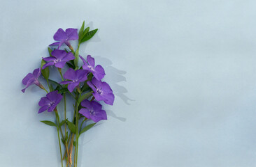 Periwinkle violet flowers on a blue background with space for text. Top view, flat lay. Spring flowers