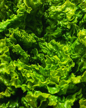 Detail of the leaves on a fresh lettuce