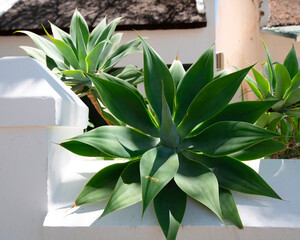 Strong architectural planting, adorns a wall outside a thatched cottage on the main road in Prince...