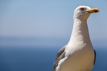 Nahaufnahme einer Möwe am Meer