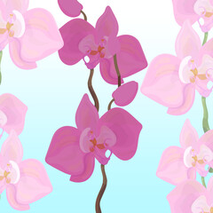 orchids on a light blue background. Vector illustration