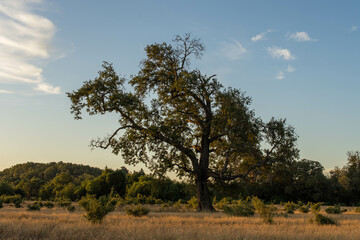 arbol de atardecer