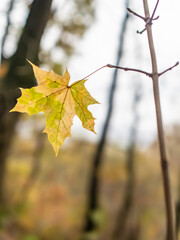 Autumn leaf in the forest