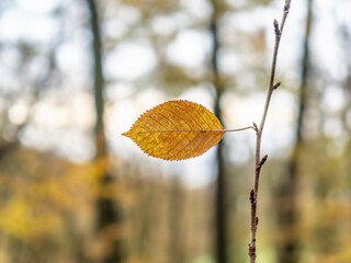 Autumn leaf in the forest