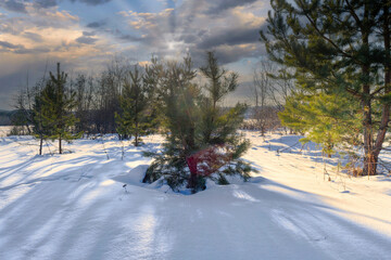 Colorful sunset in the winter forest. Beautiful winter landscape. Sunrise.