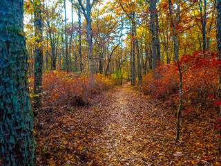 autumn path in the park