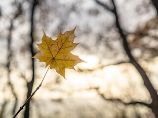 Autumn leaf in the forest