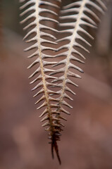 fern leaves in forest in sunshine