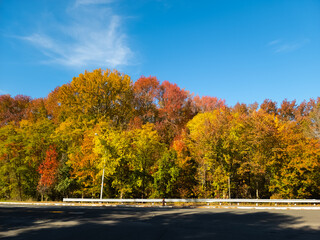 autumn landscape with trees