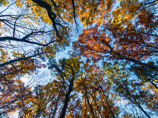 autumn leaves against sky