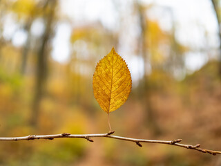 Autumn leaf in the forest